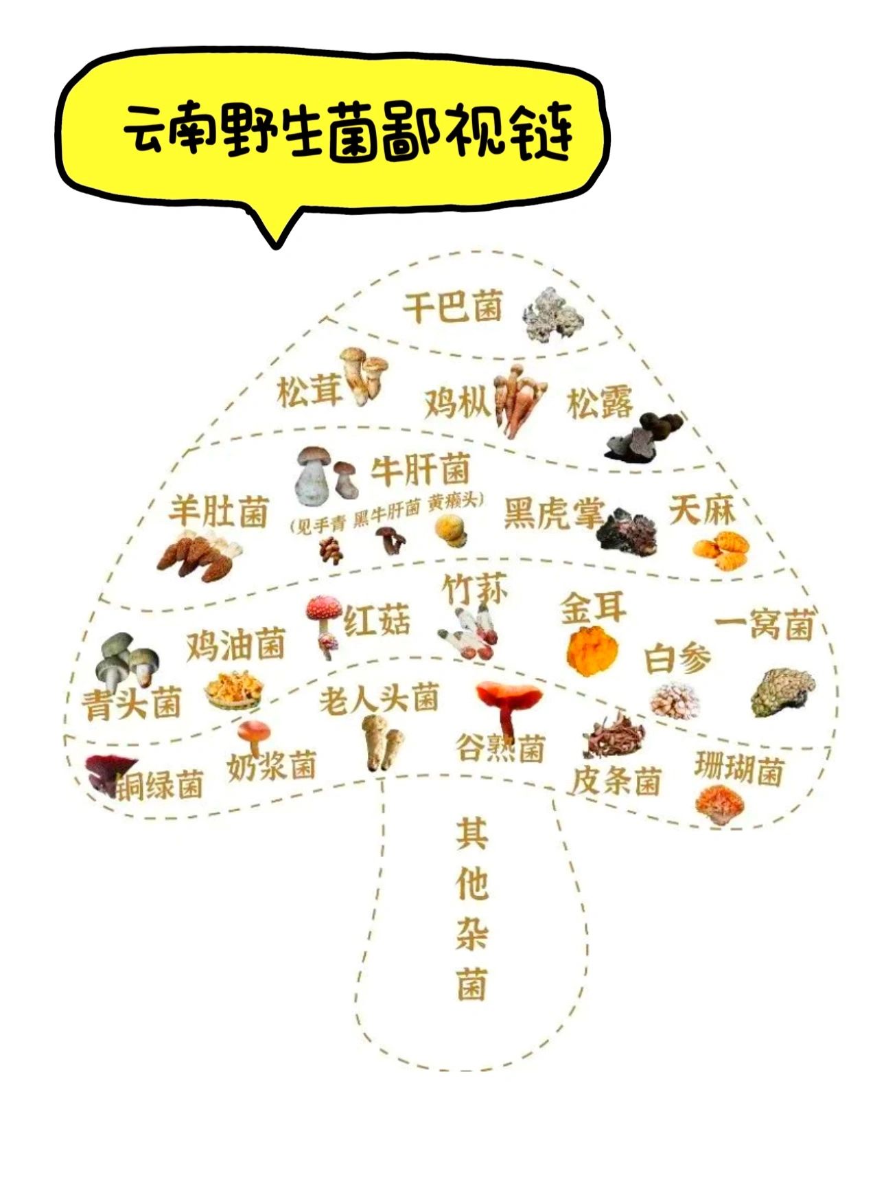云南野生菌的鄙视链#鸡枞菌#