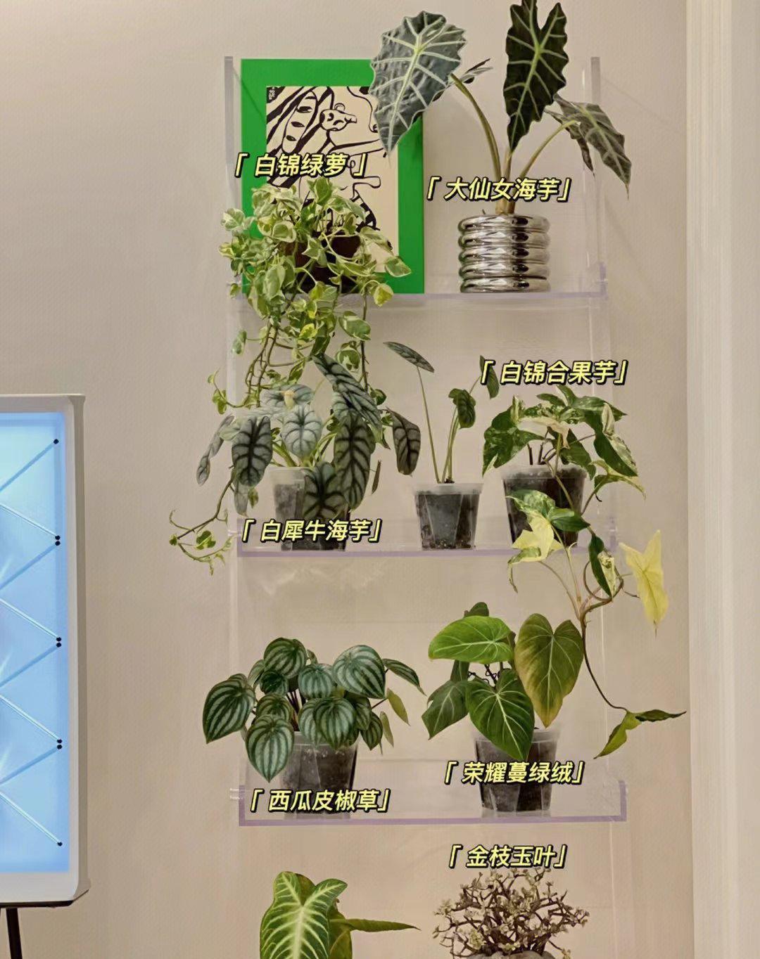 大仙女海芋：养护难度☆
也叫非洲面具，拥有粗大的白色叶脉，热带风情满满~独特的叶