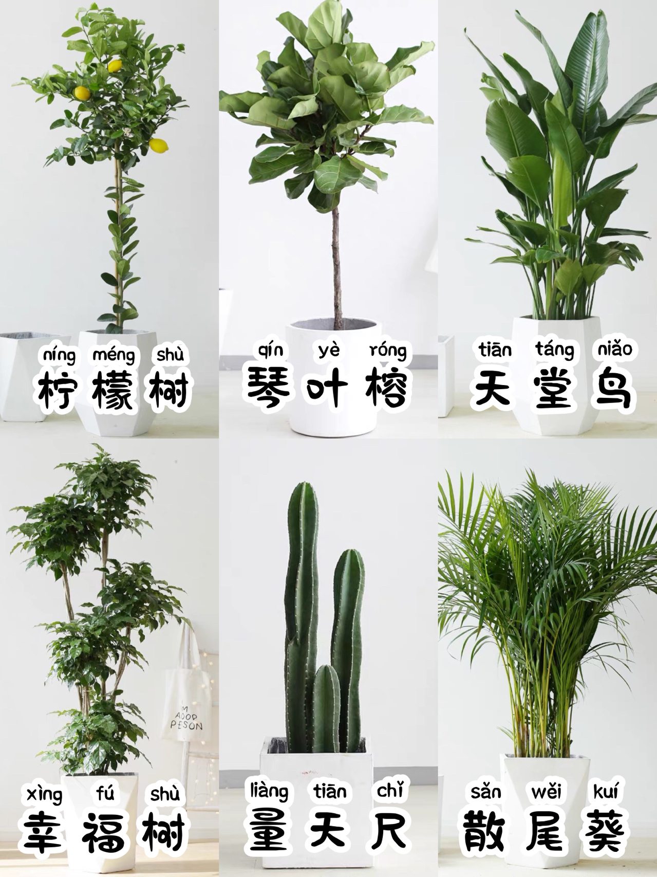 6种大型绿植#大叶子绿植盆栽名称#