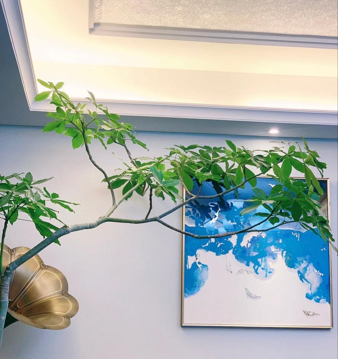 发财树很普通，还难养吗？这样想，你就错了
看看它们
身姿妖娆，姿态风流，洒脱中又