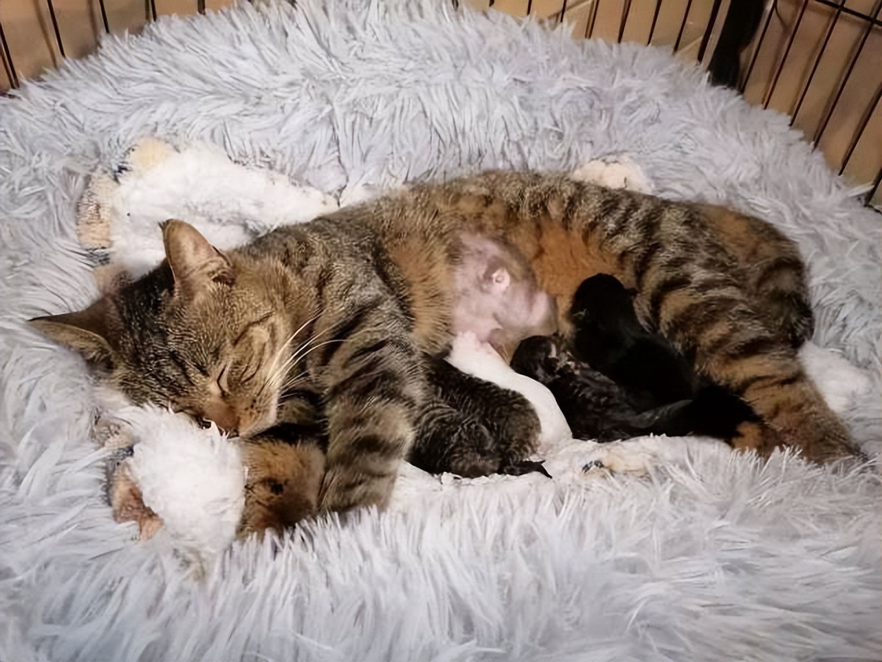 为什么动物生育轻松, 人类分娩疼得撕心裂肺? 专家揭秘背后的真相