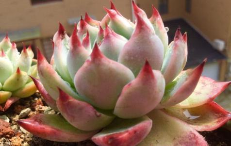 多肉吉娃娃，普货中的极品多肉，不仅便宜好养而且非常容易出状态，这个是首选，也是小