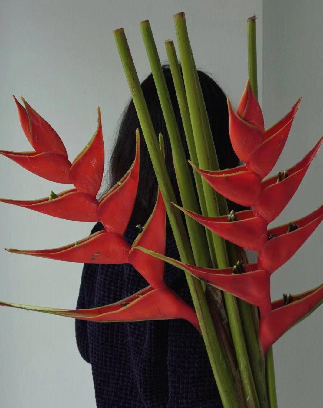 大红鸟是芭蕉科蝎尾蕉属多年生草本植物，原产于巴西。它是让人无法忽视存在的一款花材