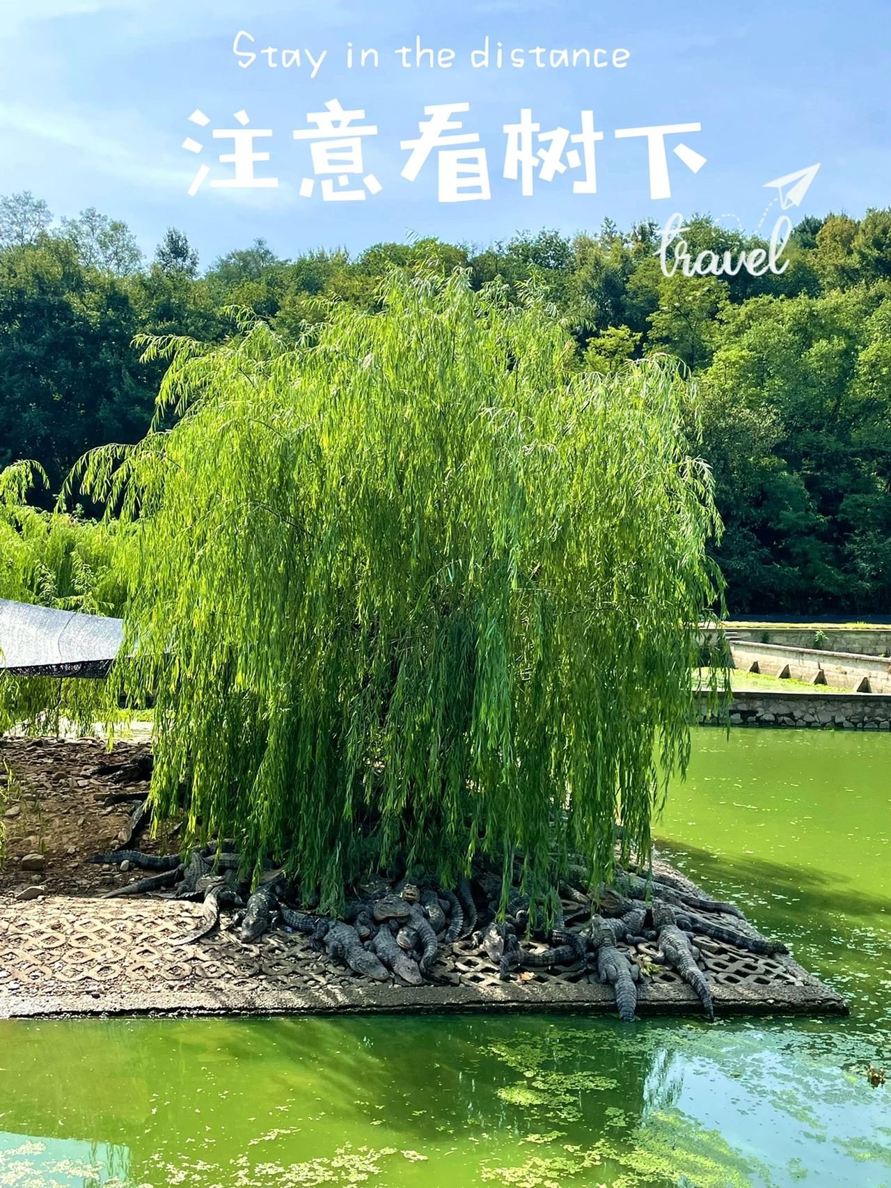 江浙沪周边游🐊呆萌鳄鱼晒太阳🌞