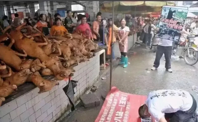 “我代表人类向动物真诚道歉。”一位爱狗人士双膝跪地，向眼前的台桌上的一堆狗肉尸体