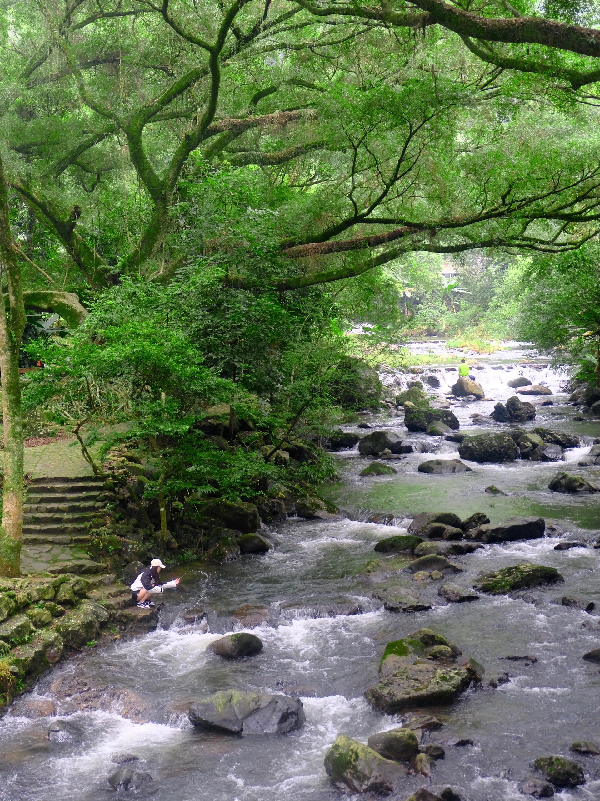 我愿称之为广州“最舒服的森林徒步”‼️