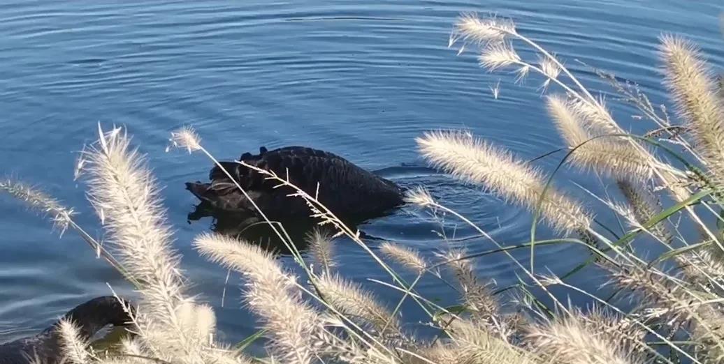 同病房有个婆婆住院，第二天她的儿子和女儿争起来了：
女儿：“嫂子怎么不来照顾？”