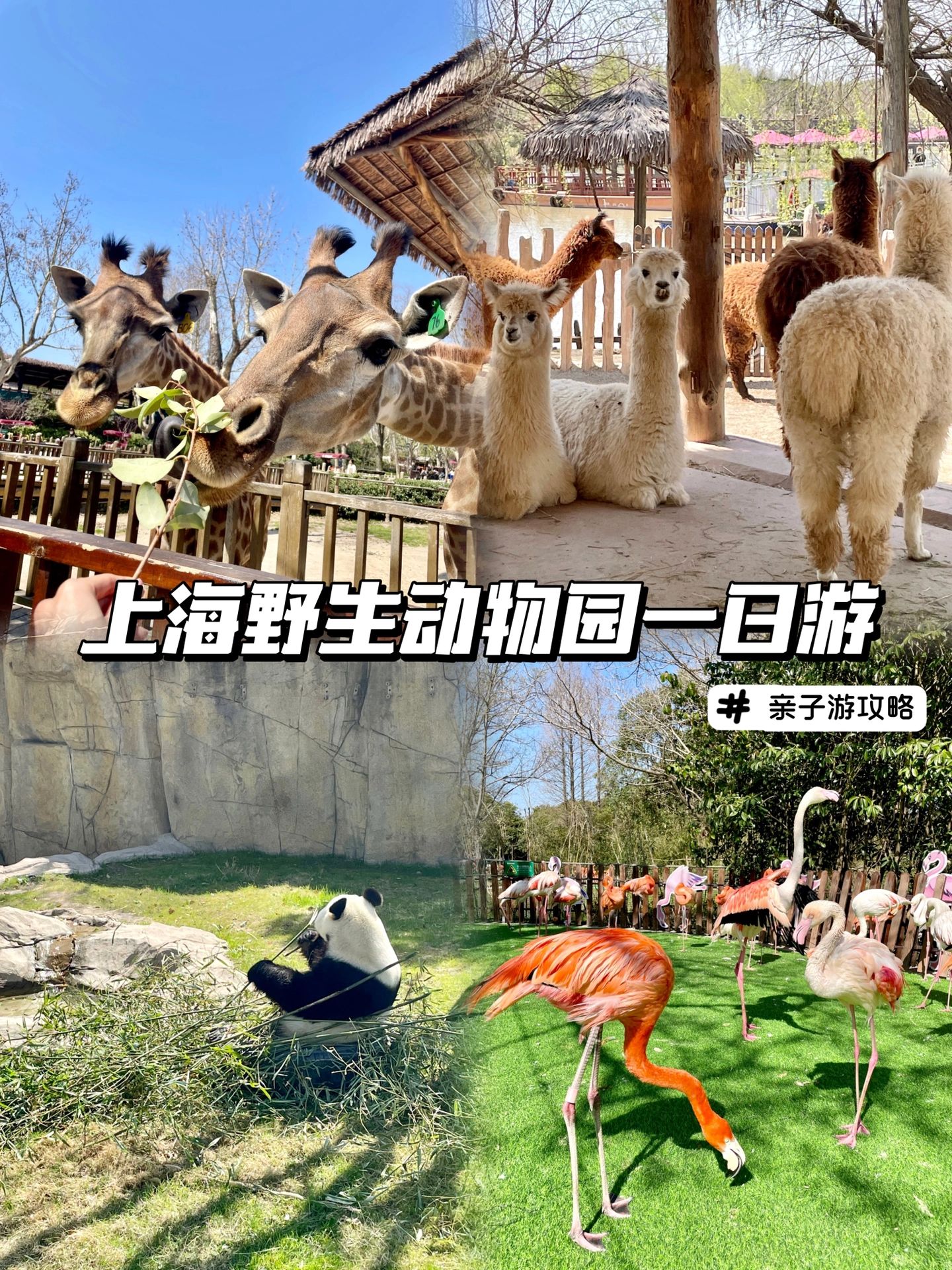上海野生动物园一日游🦒3岁宝宝游玩攻略