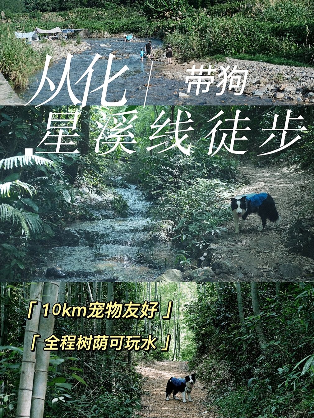 新手带狗徒步首选哪里？广州从化星溪线！