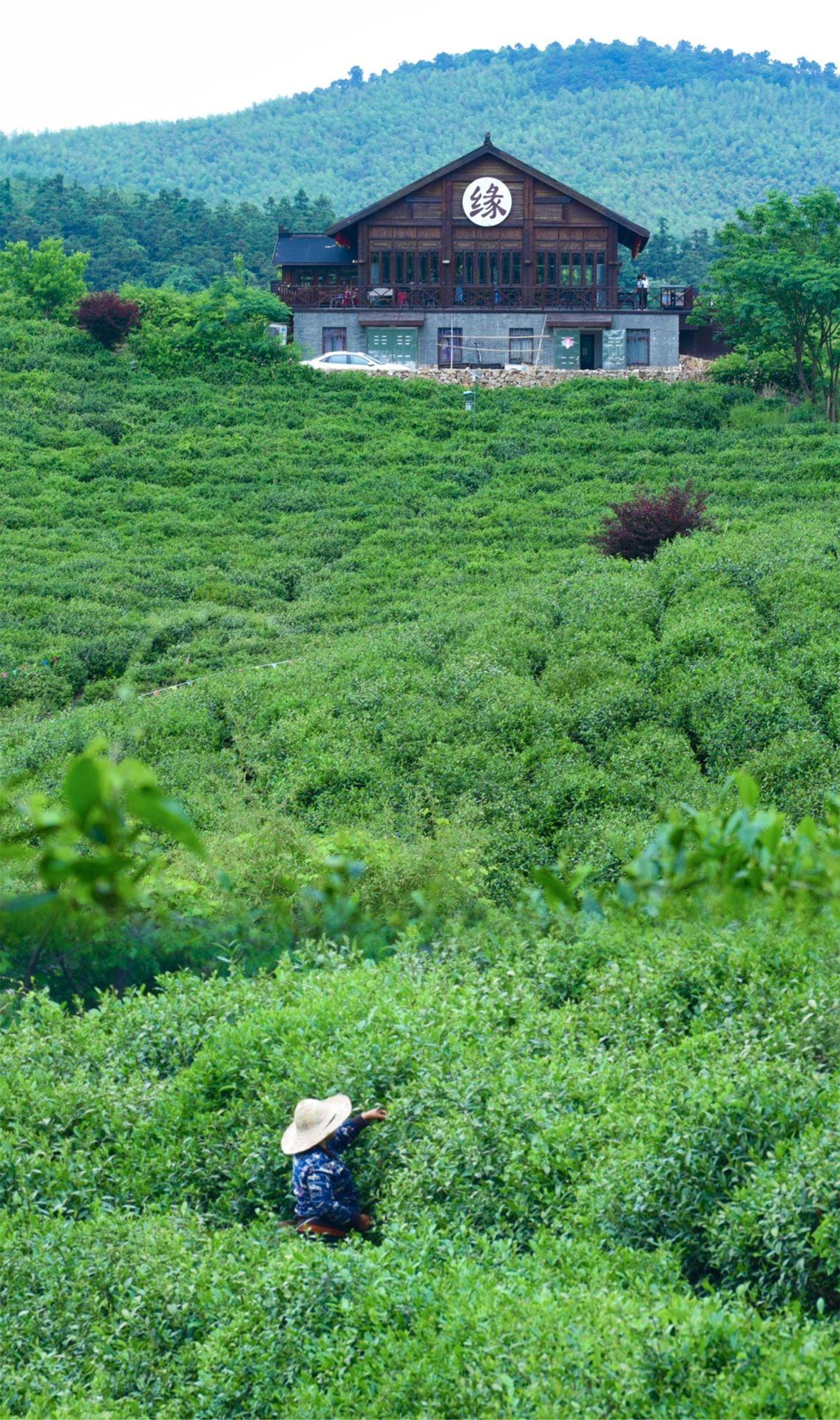 不是斯里兰卡是南京！藏在市区的梦幻茶山～
