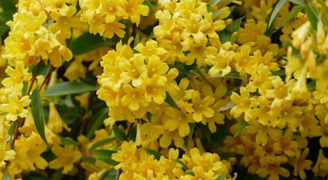 独特的香气与色彩，生长能力极强，开花的淡淡茉莉香气神似法国香水，花色灿烂，藤性强