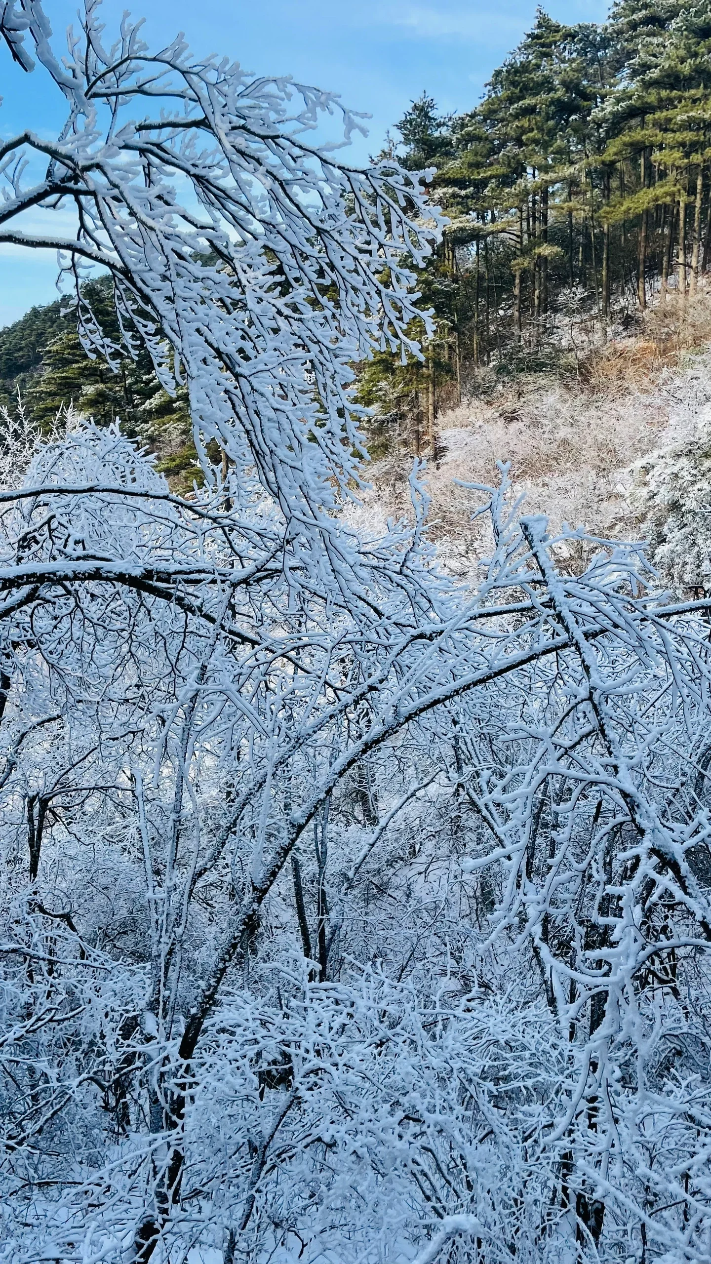 看雪不是东北去不起 是浙西天池更有性价比