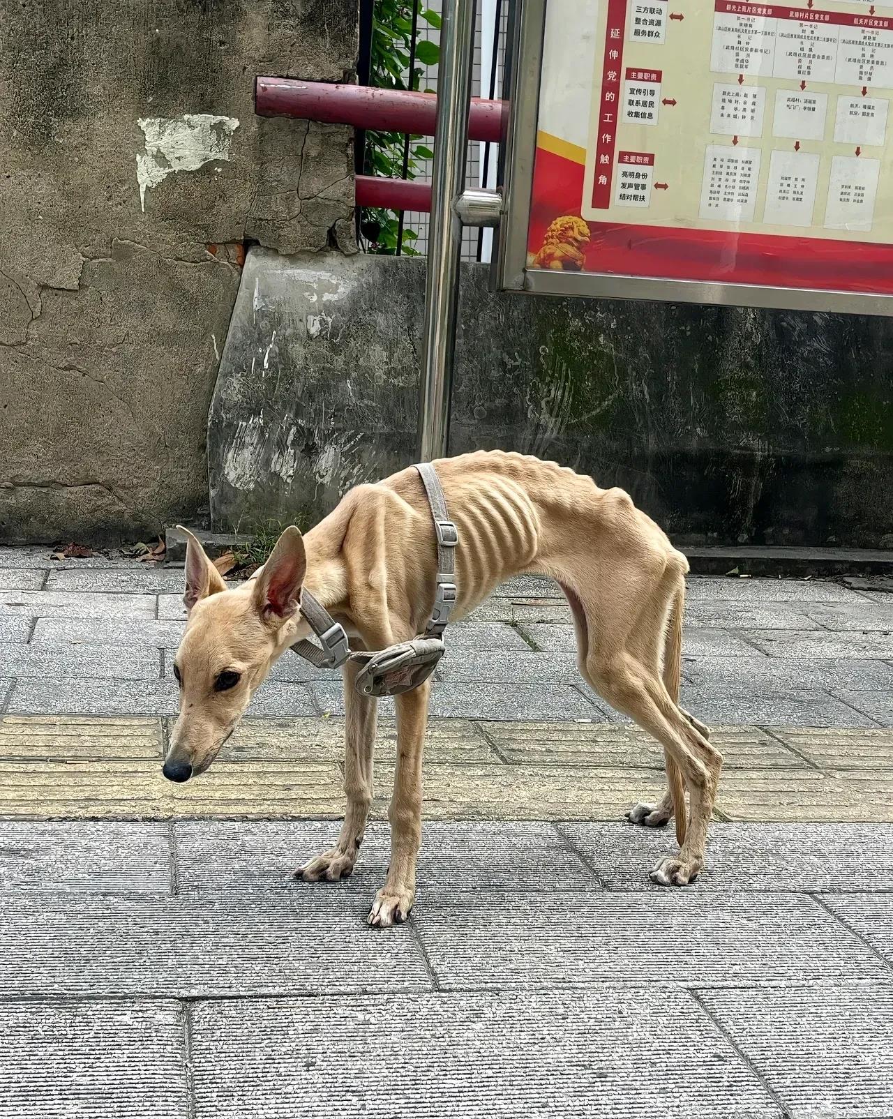 人类啊？你看它瘦骨嶙峋，脖子上还有绳套 之前一定是一定是有主人的 肯定流浪了很久