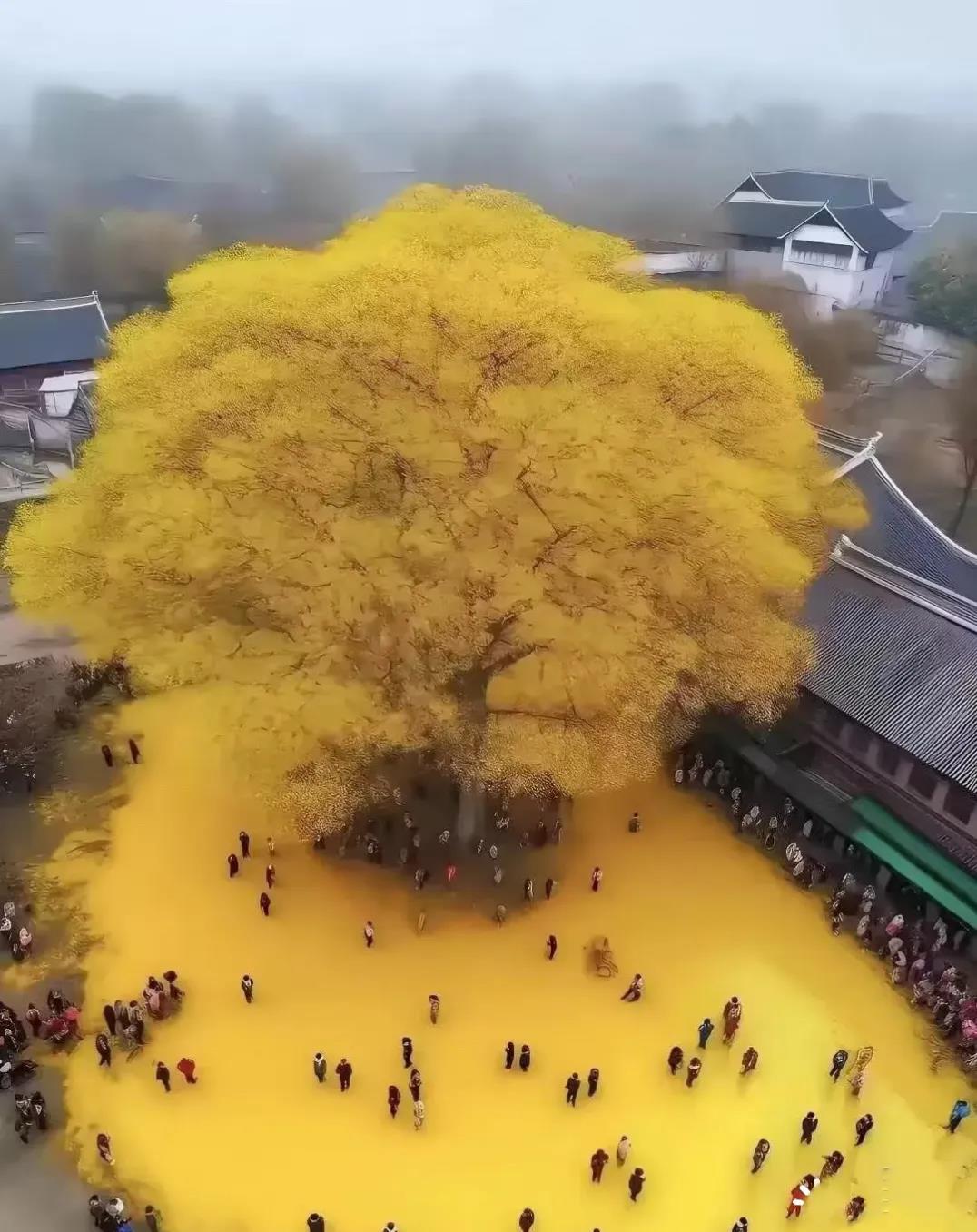 
据说这棵是李世民为长孙皇后种下的银杏树，如今帝王已逝，只留下了千年的满地金黄！