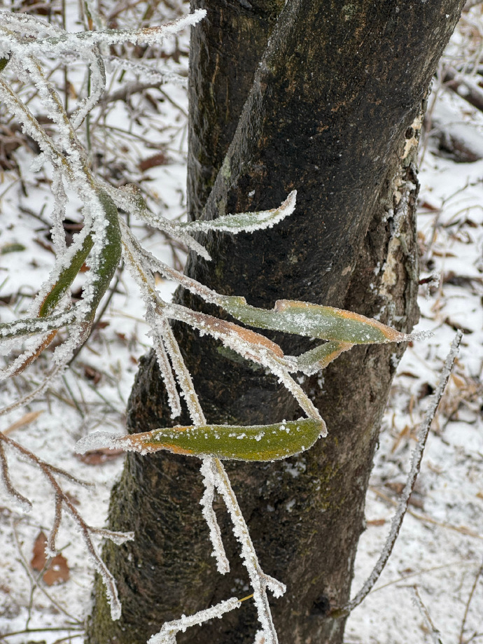 今日宜赏雪❄️
