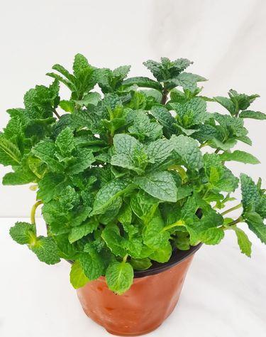 






薄荷是一种观叶植物，也能食用，生活在农村的人都知道，每年的 ，田边