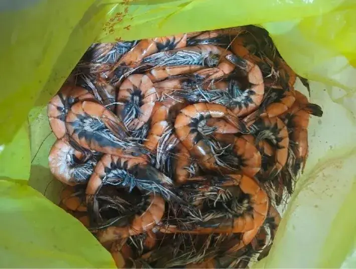 我买的虾都是活蹦乱跳的， 但是煮熟了却变成这样了。