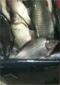 旺岗兄弟钓鱼场的鱼获，还不错