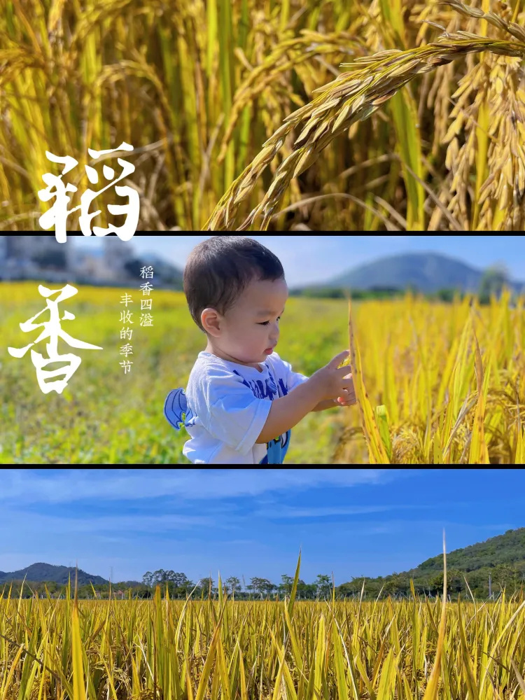 广州亲子游 从化小众免费 湖边露营