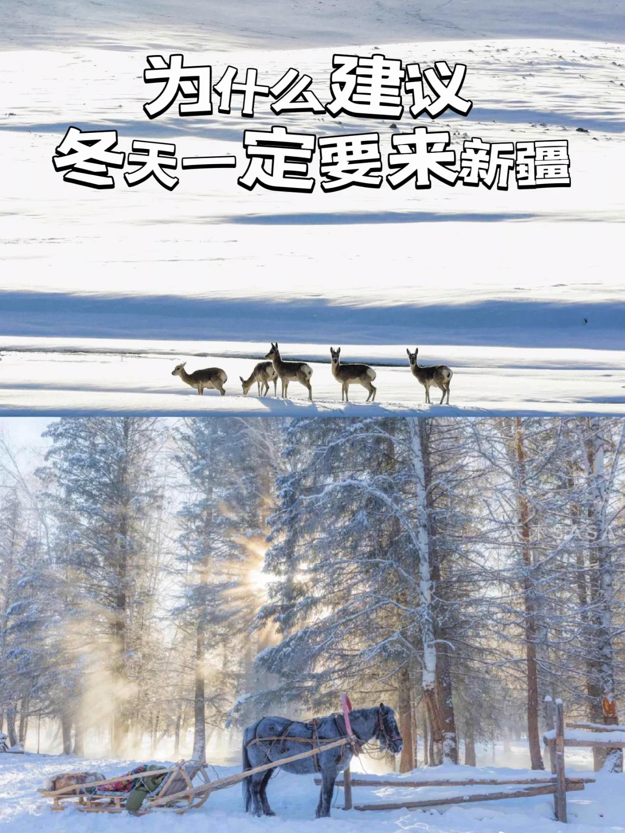 💙为什么建议冬天来新疆？省！钱！💰