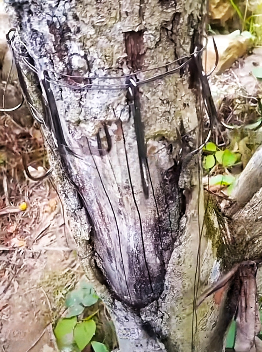 树上绑了这些锚钩是干嘛用的？难道是缘木求鱼？哪位钓友知道的请在评论区分享出来！