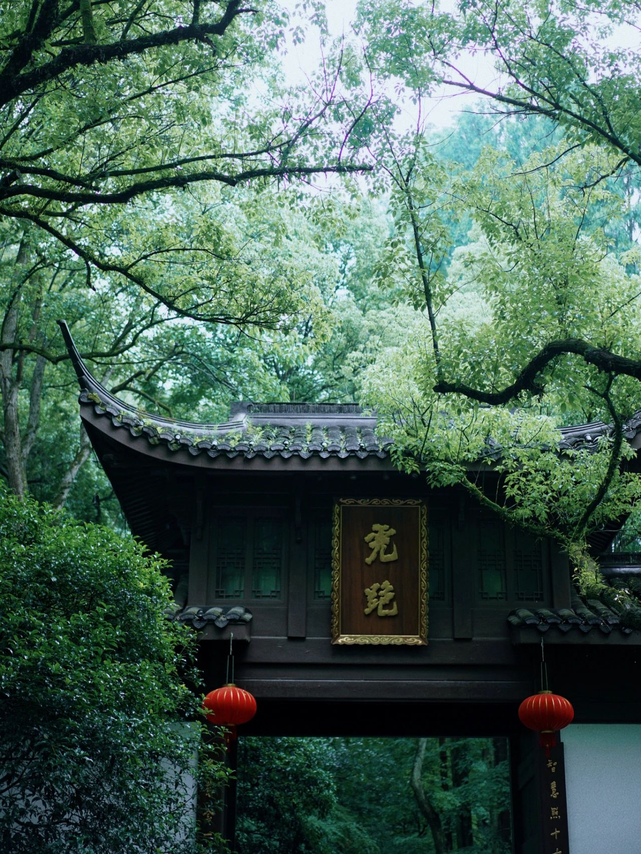 雨中的虎跑公园是爱丽丝梦游仙境