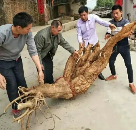 2018年，广西钦州市，一位农民在清理自家后院的杂草时，忽然挖出了一个重达数百斤