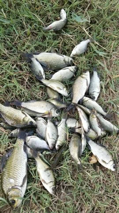 广州市内的免费钓鱼野钓地方，亲子周边游玩