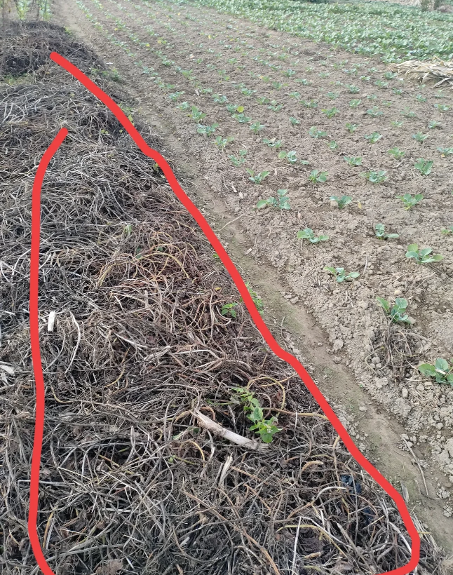 震惊，秸秆禁烧了，粮田粮地就成了秸秆堆放地❗

在严禁焚烧秸秆的高压下，秸秆何去