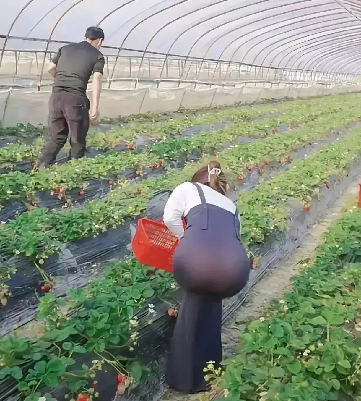 这个季节还有草莓吗？