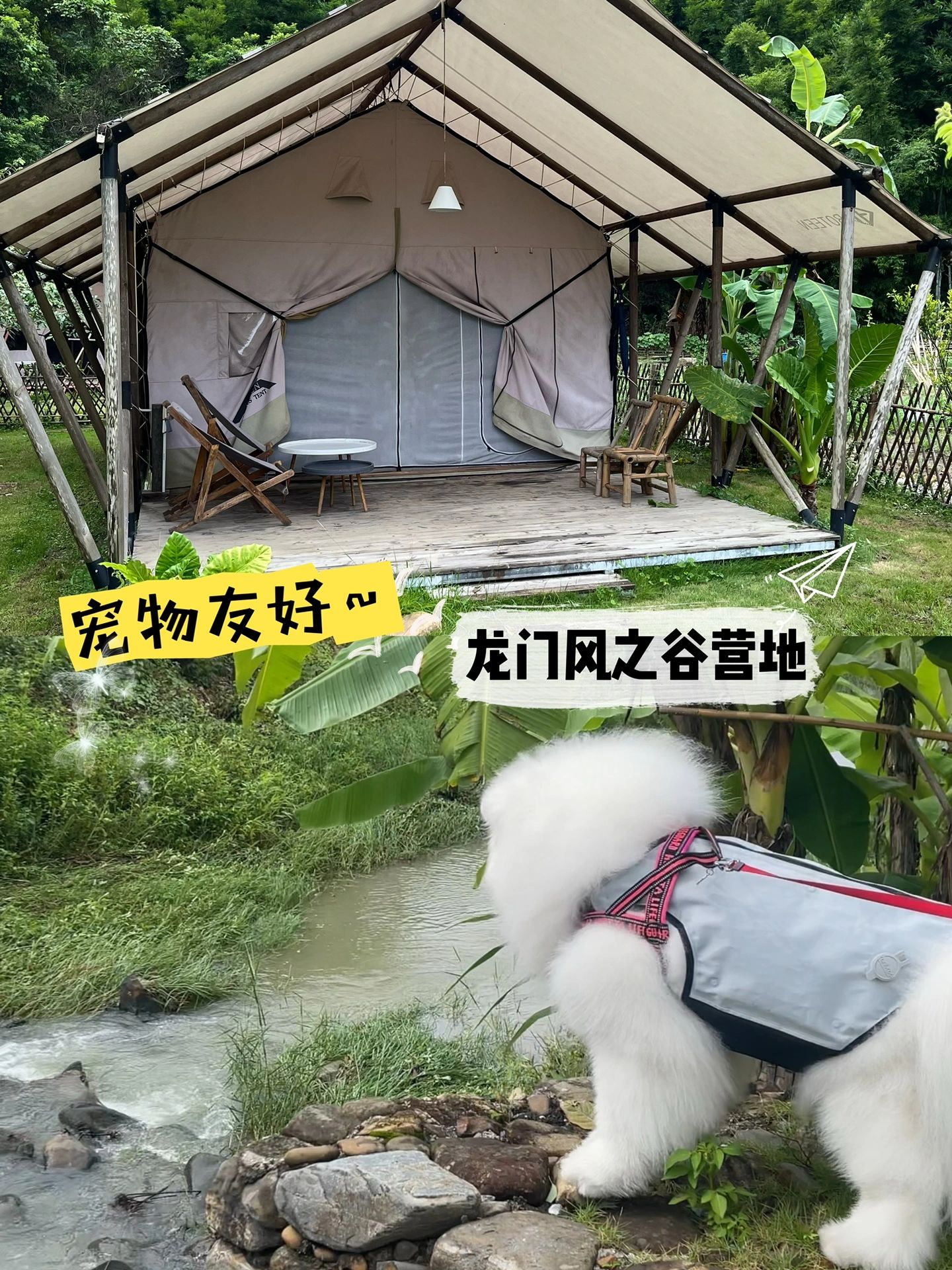 ⛺️惠州户外旅游攻略｜宠物友好营地🐶