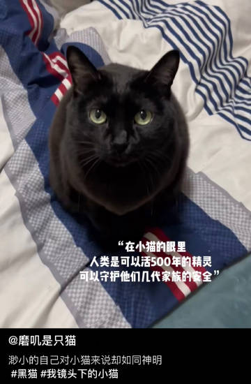 猫：这是咱家世代相传的仆人