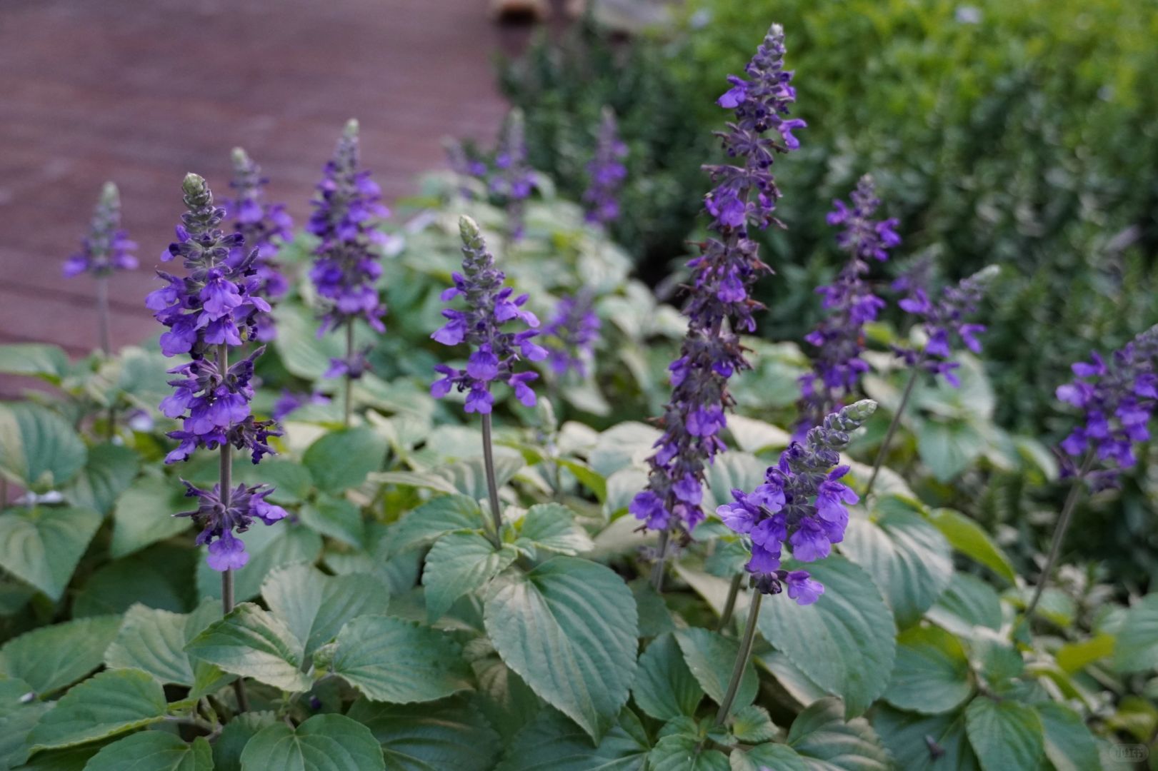 蓝霸鼠尾草〔49〕
基本信息
拉丁名：
Salvia 'Big Blue'
唇形
