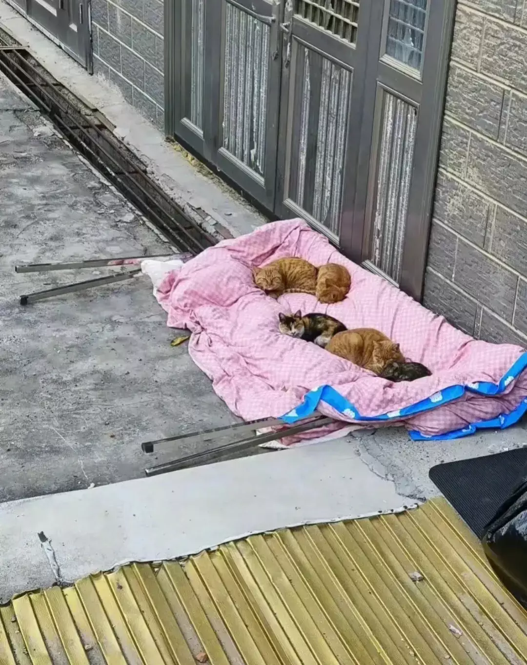 收被子的人看到这一幕，估计都奔溃了