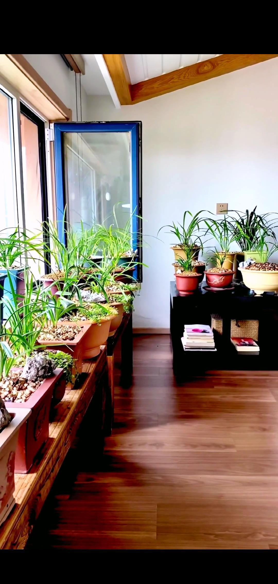 春秋凉快的时候给兰花翻盆是最好的，只要未来最高温度持续低于30度就可以给兰花翻盆