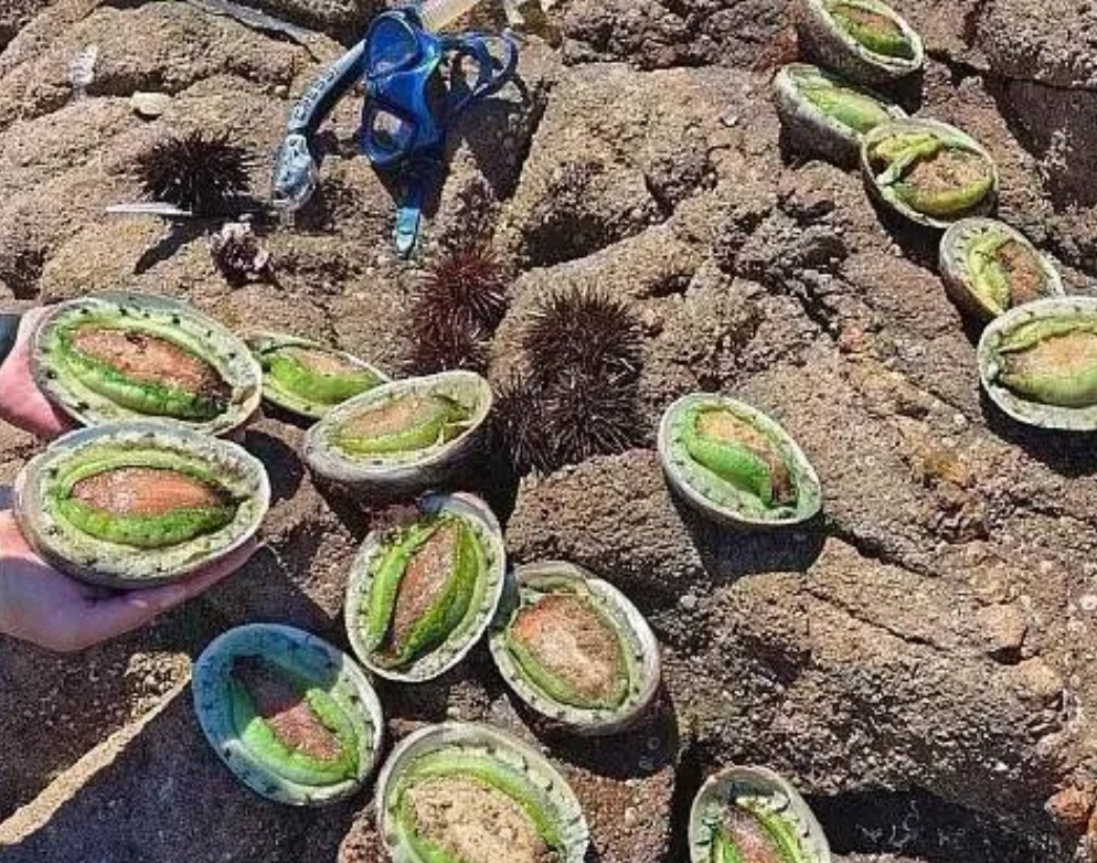 这是鲍鱼吗？怎么是绿色的？