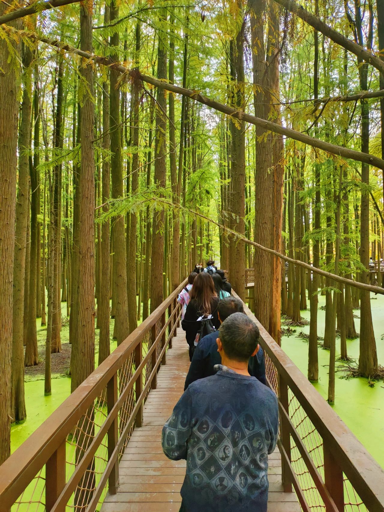 杭州青山湖水上森林真的值得打卡
