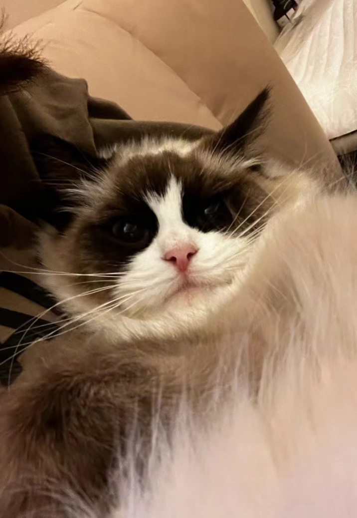 真的感觉我的猫很爱我 ❤️
这两天xhs宠物沟通师的风刮的好大 昨天有只猫猫去喵