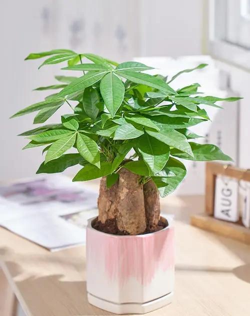 





发财树耐寒性差，天冷之后，一定不能多浇水
发财树在生活中很常见，它是