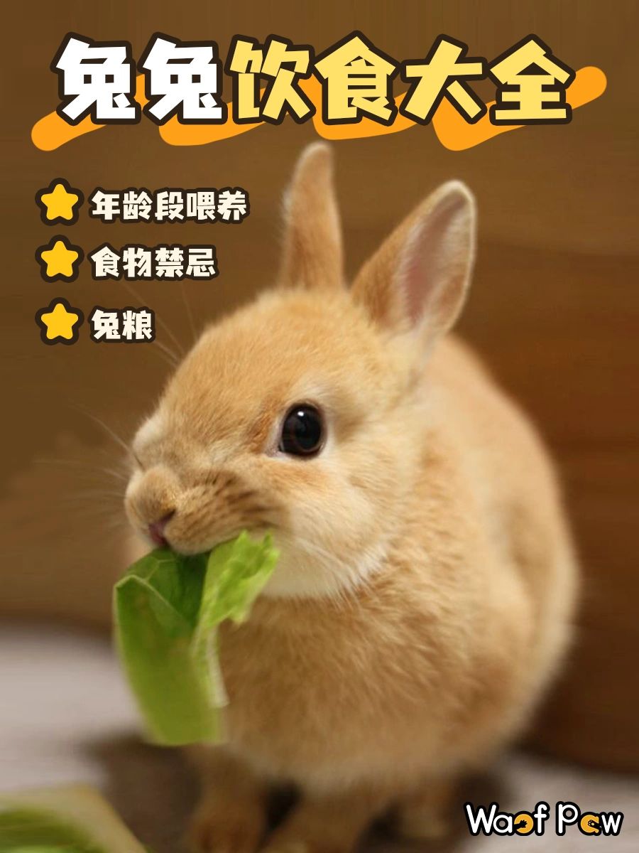 兔兔饮食大全#兔子吃什么#