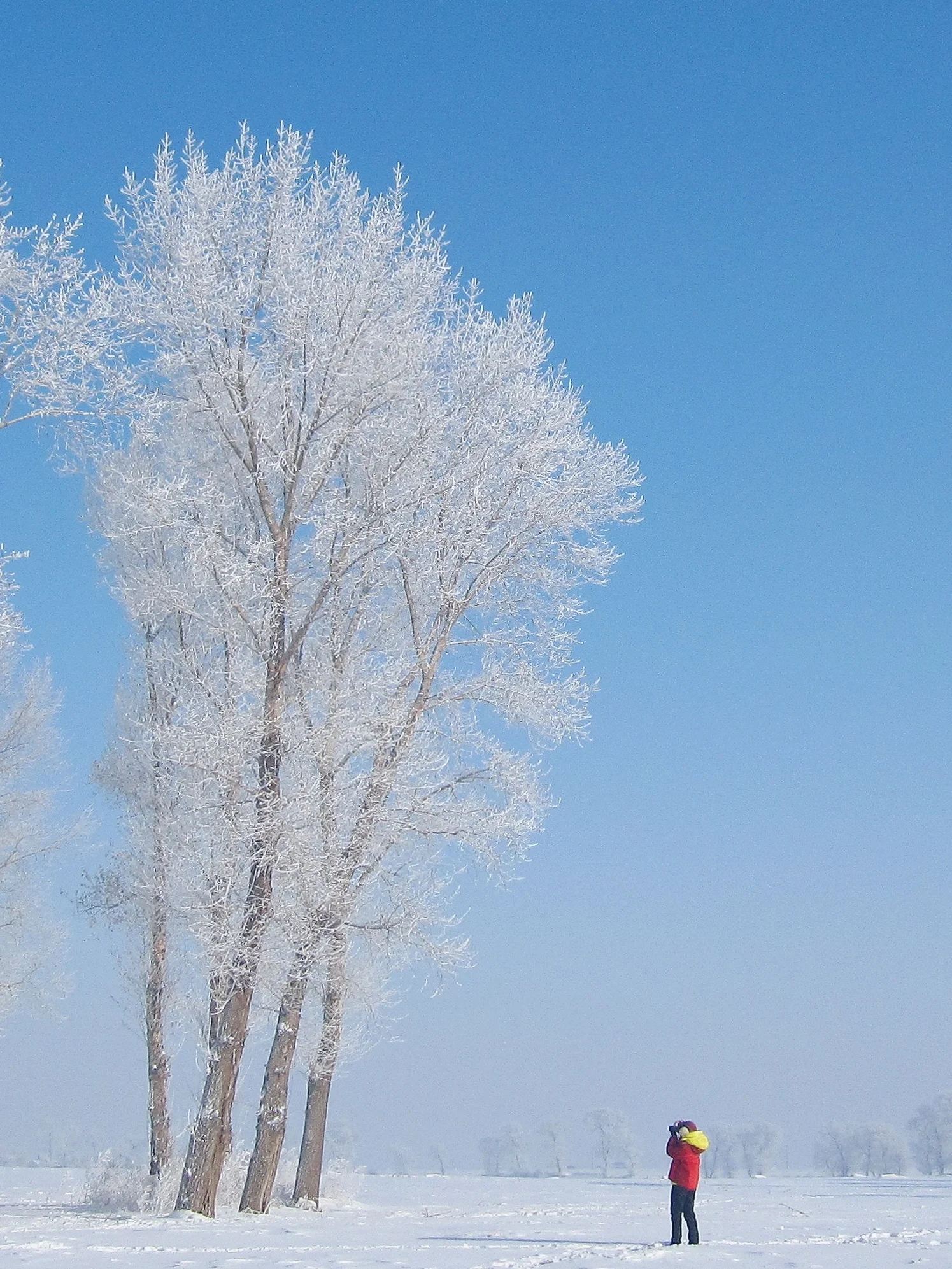 错过再等一年，雾凇岛真的是国内赏雪天花板