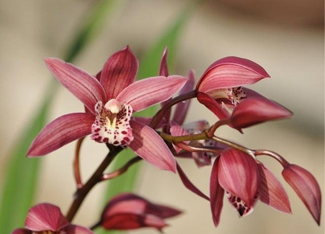 不知道为什么今年的台北小姐特别的受欢迎，市场上都没有带花苞的好货，大家也都喜欢花