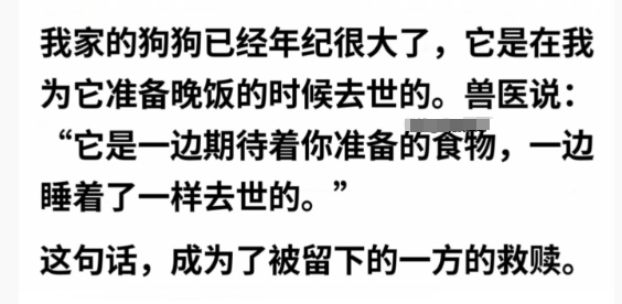 小狗在满怀期待的幸福中永远的睡去了[泪] ​​​