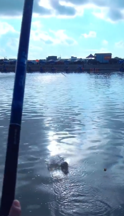 这么多罗非都是我在祥和钓场钓鱼的收获