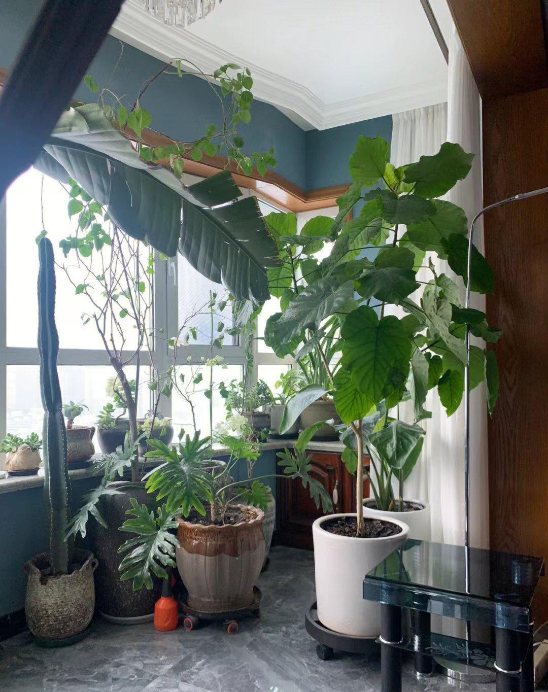 对待绿植们你是需要花点心思和时间的，还有要花钱
没小苗长大后换盆、买盆买肥料！再