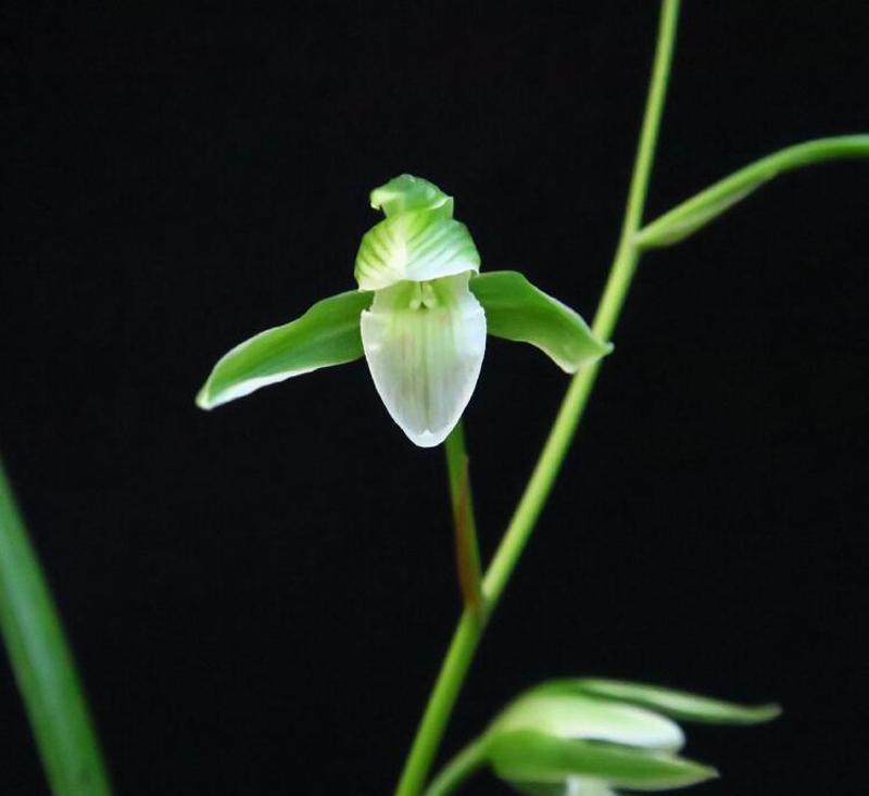 此寒兰，似素非素，舌面有清淡到几乎近无的红线，看着别有一种风味。
至于五瓣，覆轮