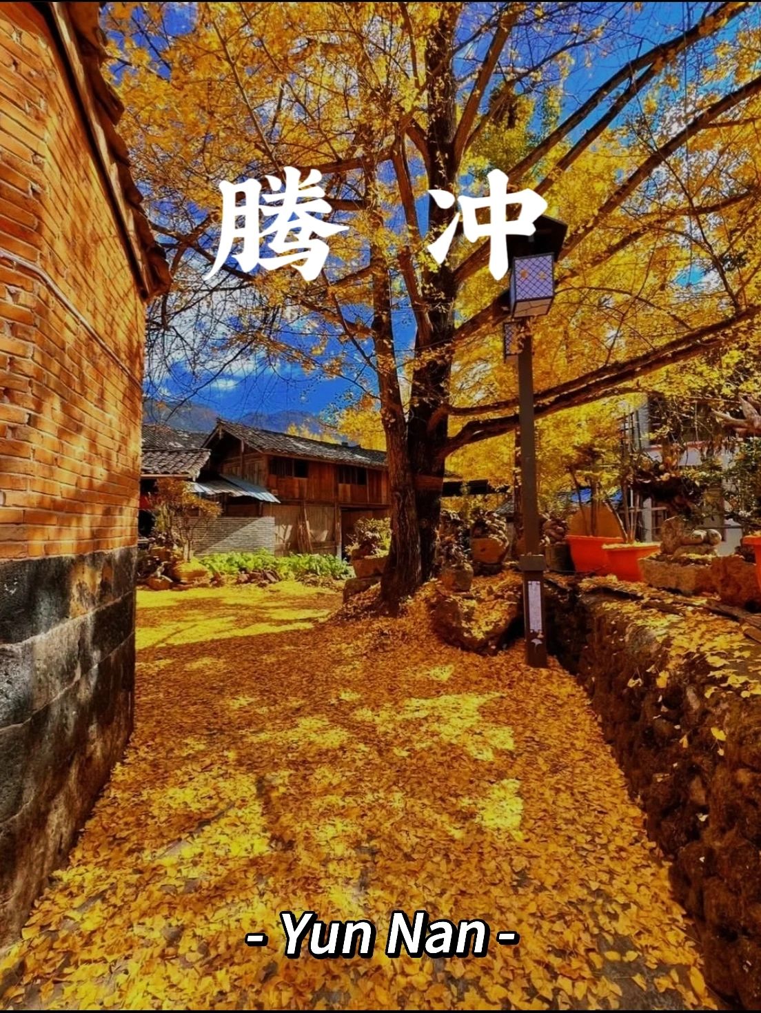 云南腾冲十月之后银杏从不负秋