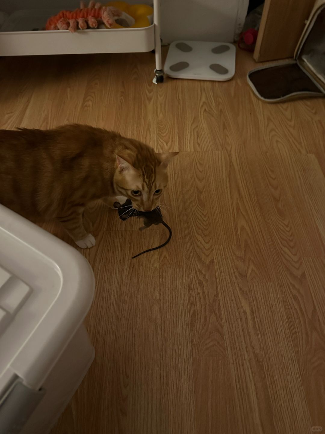 家人们谁懂啊🥲我家猫血脉觉醒了
凌晨四点钟被我家猫的低吼声吵醒，还以为两只猫又