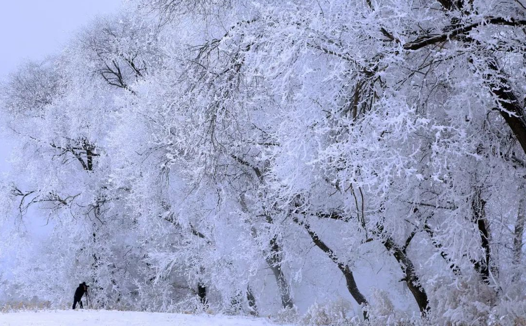 冬天的黑龙江雪花纷纷扬扬地飘落，仿佛是天空中的精灵在翩翩起舞。眼前皆是白雪皑皑的
