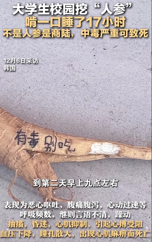 咬一口“人参”昏睡17个小时！一女大学生在学校松树林挖到一颗“人参”，出于好奇尝